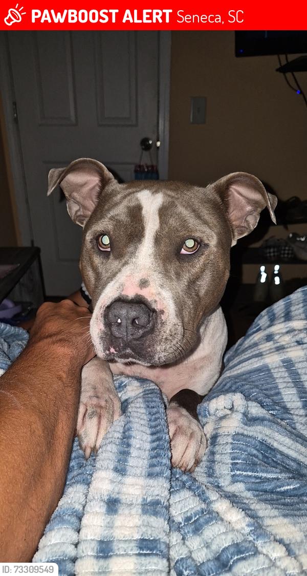 Lost Male Dog last seen Brown farm, Seneca, SC 29678