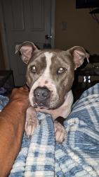 Lost Male Dog last seen Brown farm, Seneca, SC 29678