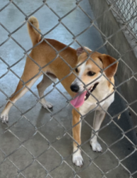 Reunited Unknown Dog last seen Angelus Ave, Rosemead, CA 91770