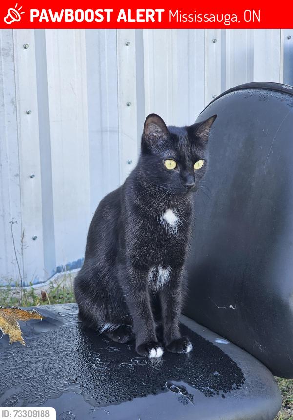 Lost Female Cat last seen South Millway and Collegeway, Mississauga, ON 