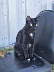 Lost Female Cat last seen South Millway and Collegeway, Mississauga, ON 