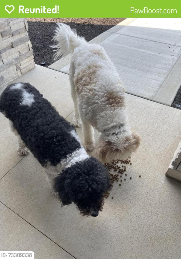 Reunited Unknown Dog last seen Highland village drive and Jefferson Blvd, Mishawaka, IN 46545
