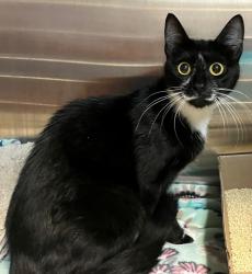 Shelter Stray Female Cat last seen Crescent Avenue, STATEN ISLAND, NY, 10301, 3139 Veterans Rd W, Staten Island, NY 10309, USA