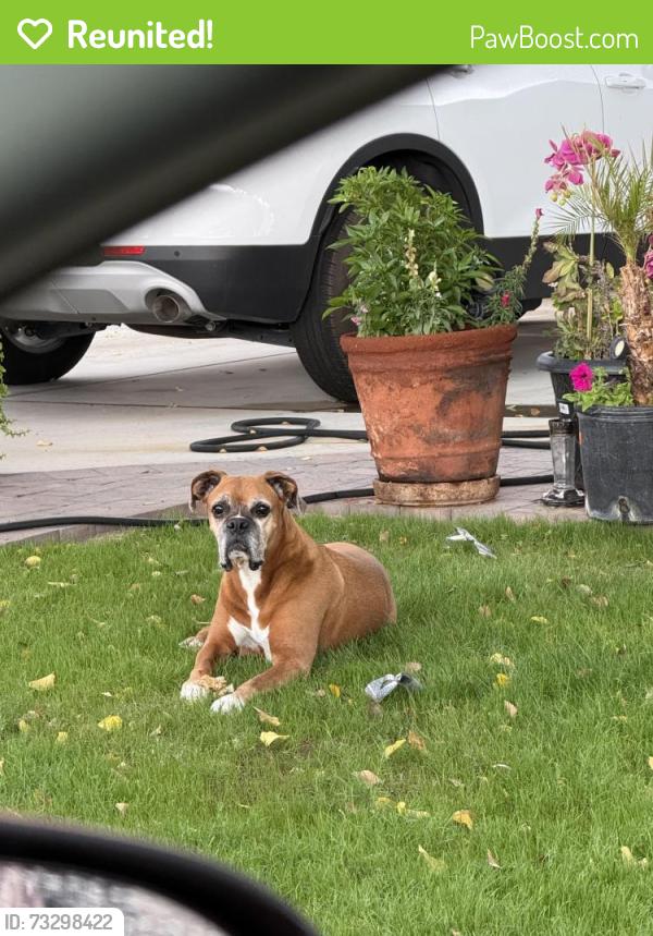 Reunited Male Dog last seen 46th Dr and Thomas, Phoenix, AZ 85031