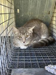 Shelter Stray Female Cat last seen Hidden Valley Drive, VIRGINIA BEACH, VA, 341 S Birdneck Rd, Virginia Beach, VA 23451, USA