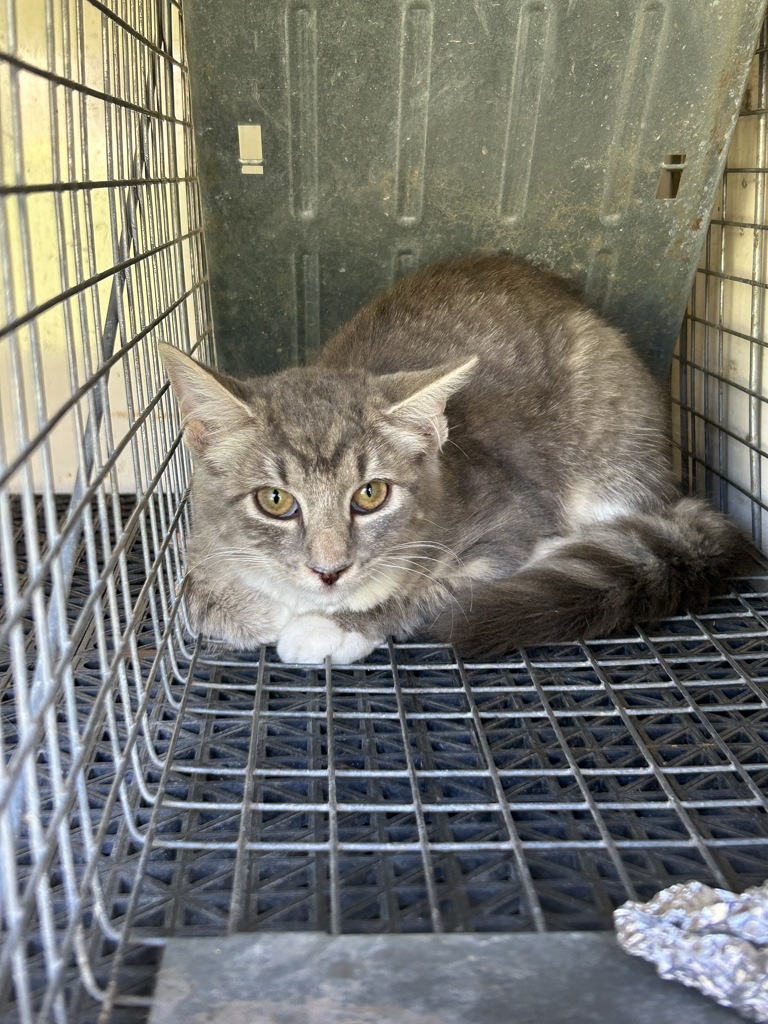 Shelter Stray Female Cat last seen Hidden Valley Drive, VIRGINIA BEACH, VA, 341 S Birdneck Rd, Virginia Beach, VA 23451, USA