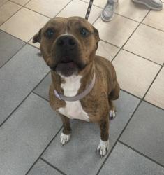 Shelter Stray Female Dog last seen Baker & Holland road, VIRGINIA BEACH, VA, 23464, 341 S Birdneck Rd, Virginia Beach, VA 23451, USA