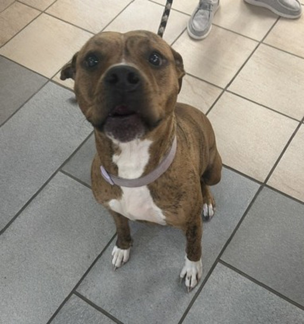 Shelter Stray Female Dog last seen Baker & Holland road, VIRGINIA BEACH, VA, 23464, 341 S Birdneck Rd, Virginia Beach, VA 23451, USA