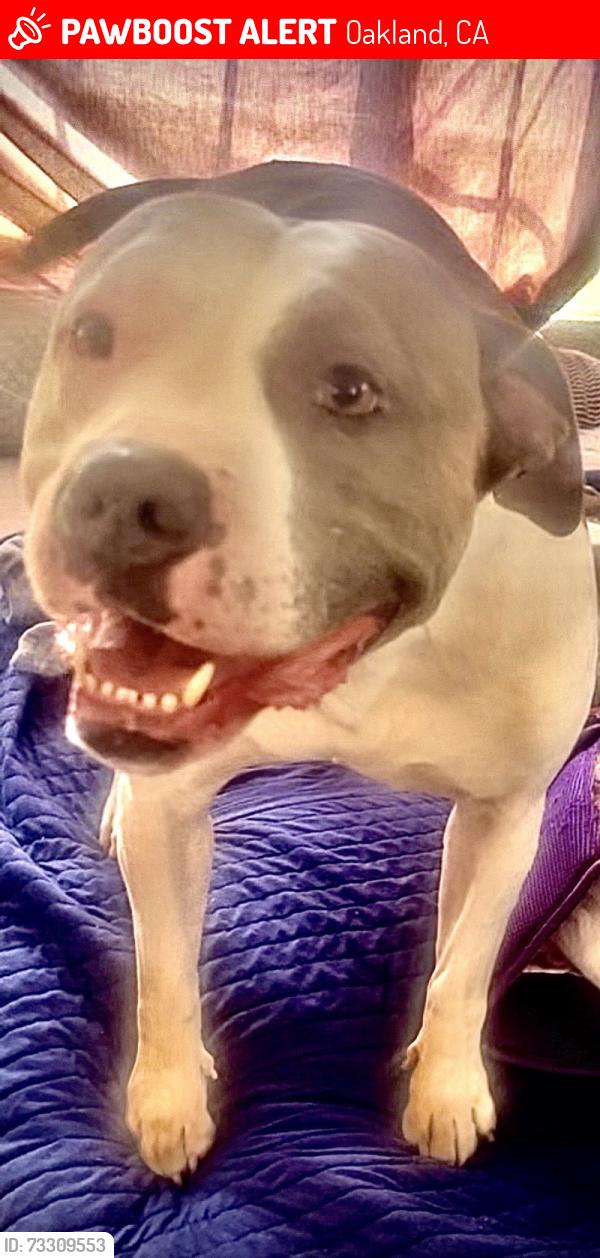 Lost Female Dog last seen 39th Ave and International Blvd, Oakland, CA 94601