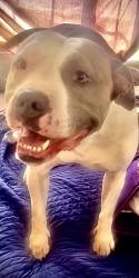 Lost Female Dog last seen 39th Ave and International Blvd, Oakland, CA 94601