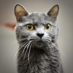 Shelter Stray Female Cat last seen Gilsan & Fairview Parkway, FAIRVIEW, OR, 97024, 1700 W Historic Columbia River Hwy, Troutdale, OR 97060, USA