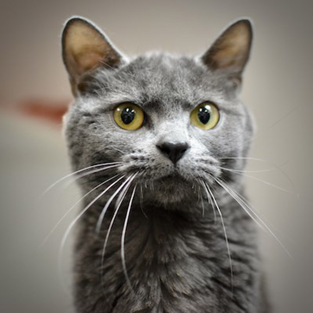 Shelter Stray Female Cat last seen Gilsan & Fairview Parkway, FAIRVIEW, OR, 97024, 1700 W Historic Columbia River Hwy, Troutdale, OR 97060, USA