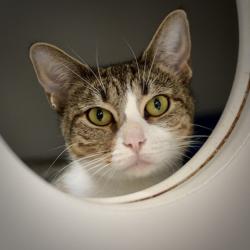 Shelter Stray Female Cat last seen Near Blk SE 187th, OR, 1700 W Historic Columbia River Hwy, Troutdale, OR 97060, USA