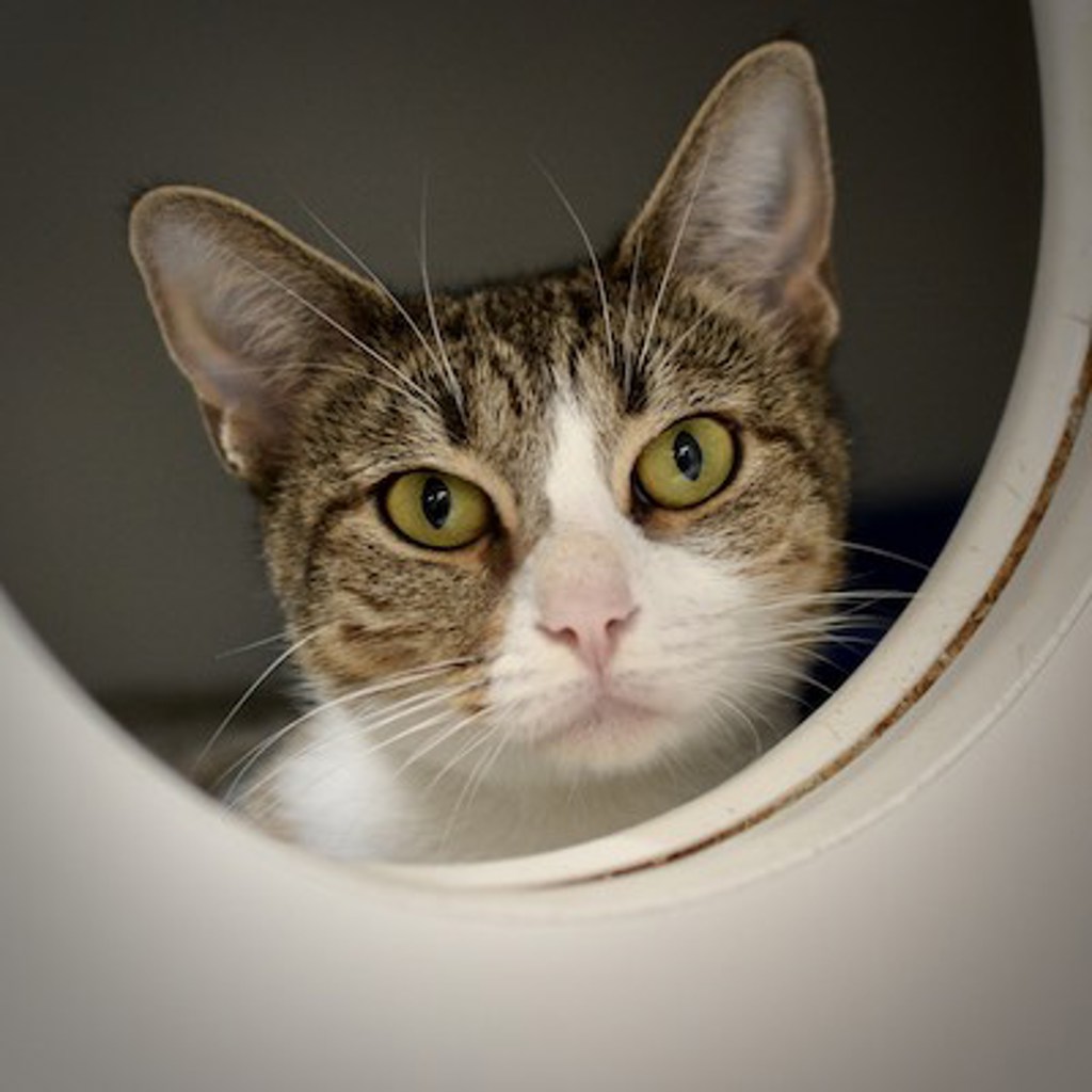 Shelter Stray Female Cat last seen Near Blk SE 187th, OR, 1700 W Historic Columbia River Hwy, Troutdale, OR 97060, USA
