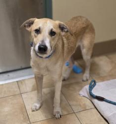 Shelter Stray Male Dog last seen OR, 1700 W Historic Columbia River Hwy, Troutdale, OR 97060, USA
