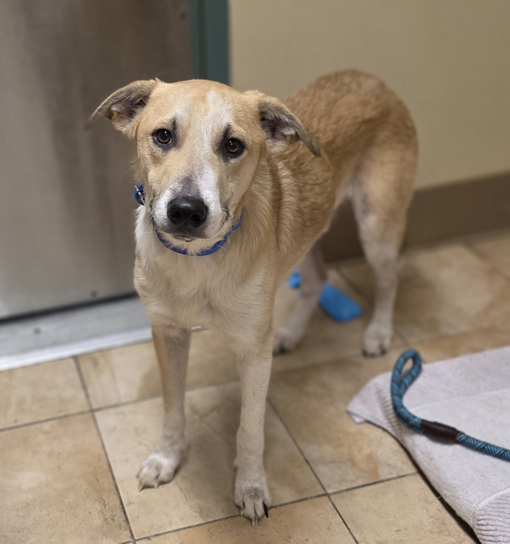 Shelter Stray Male Dog last seen OR, 1700 W Historic Columbia River Hwy, Troutdale, OR 97060, USA