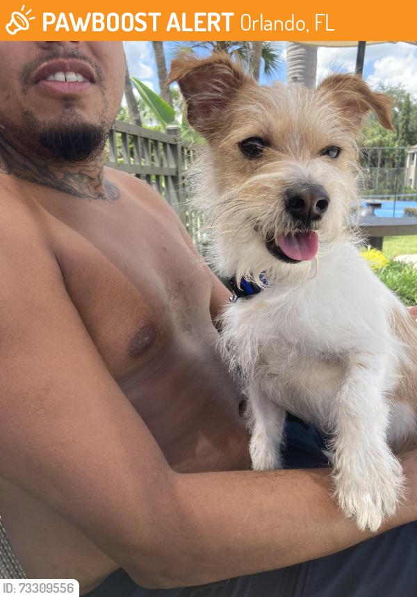 Found/Stray Male Dog last seen This boy was found in Harper grand Appartments by curry ford road. Please share so we can find his parents., Orlando, FL 32822