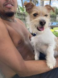 Found/Stray Male Dog last seen This boy was found in Harper grand Appartments by curry ford road. Please share so we can find his parents., Orlando, FL 32822