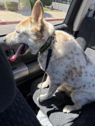 Found/Stray Female Dog last seen Atlas Road, Oakdale, CA 95361