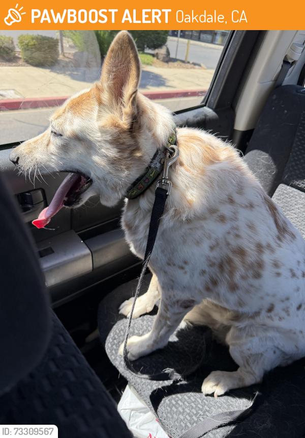 Found/Stray Female Dog last seen Atlas Road, Oakdale, CA 95361
