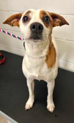 Reunited Male Dog last seen Goodhue between Richmond and Western, Saint Paul, MN 55102