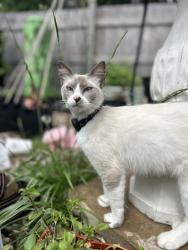 Reunited Female Cat last seen 56th and emmerson, Brendonridge neighborhood, Indianapolis, IN 46226
