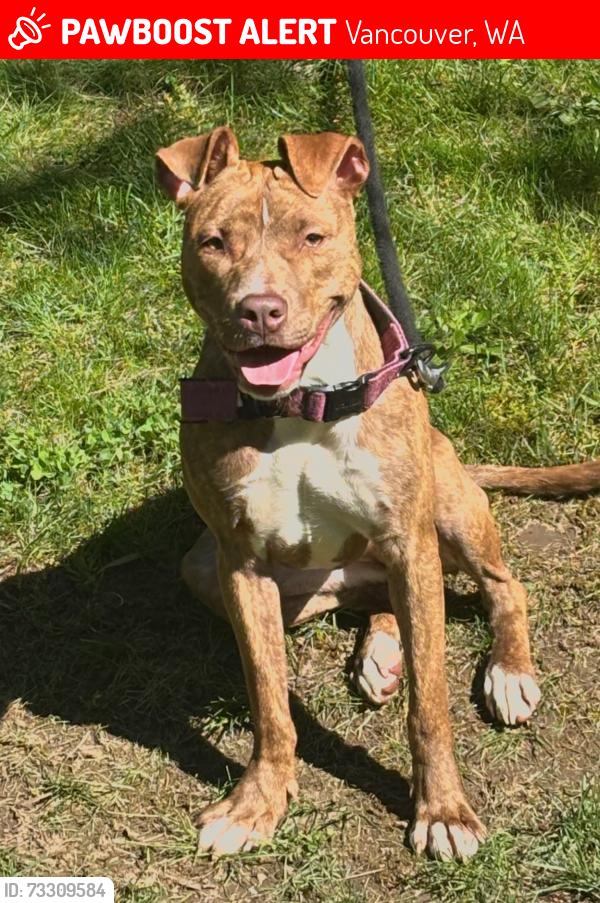 Lost Female Dog last seen Walmart, Vancouver, WA 98665