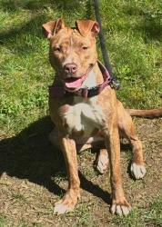 Lost Female Dog last seen Walmart, Vancouver, WA 98665