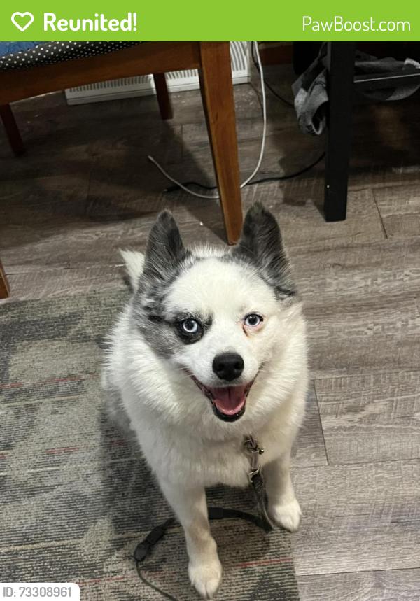Reunited Male Dog last seen Near cheswick rd, Columbus, OH 43231