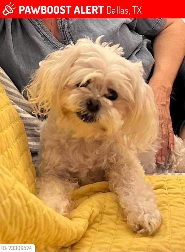 Lost Female Dog last seen Lovers and Inwood; Taos and Bristol elm thicket neighborhood, Dallas, TX 75209