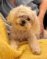 Lost Female Dog last seen Lovers and Inwood; Taos and Bristol elm thicket neighborhood, Dallas, TX 75209