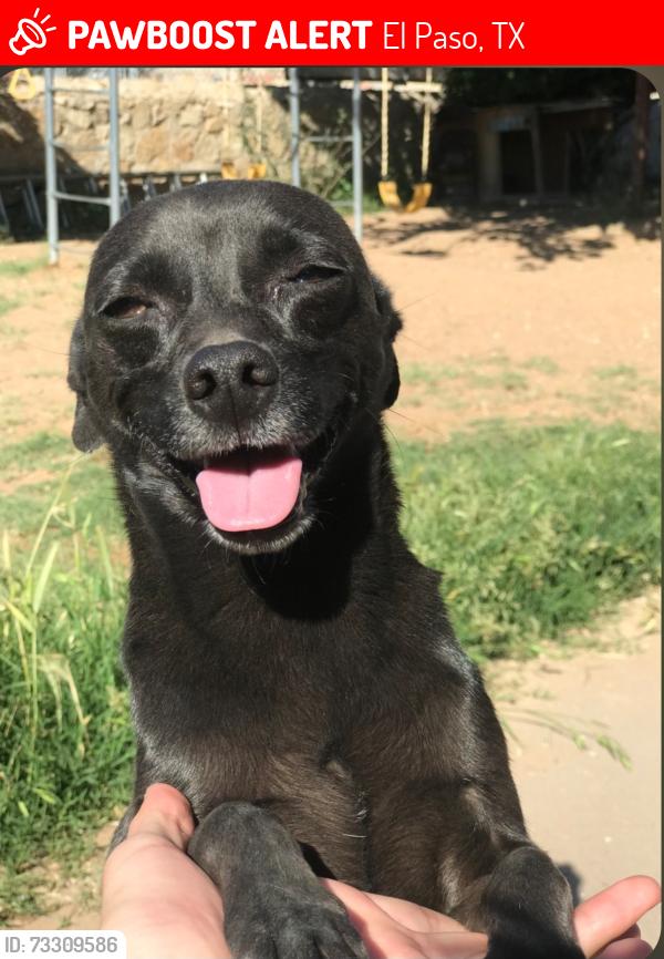 Lost Male Dog last seen Twin Leaf and Sunfire, El Paso, TX 79928
