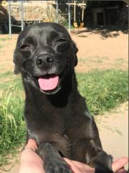 Lost Male Dog last seen Twin Leaf and Sunfire, El Paso, TX 79928