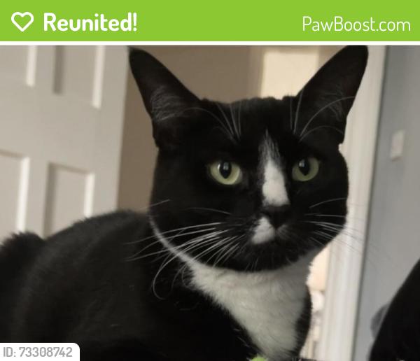 Reunited Female Cat last seen Monkwick, Essex, England CO2 8LS
