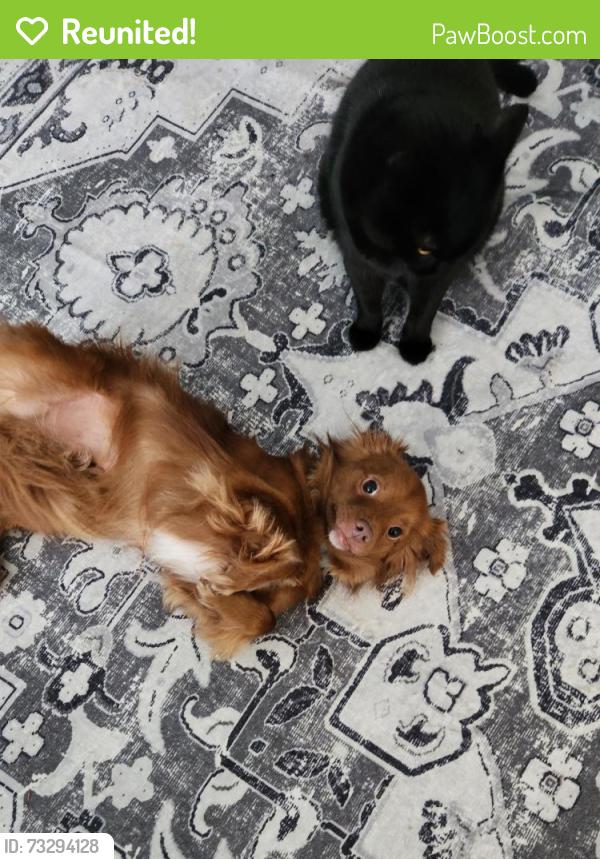 Reunited Male Dog last seen bissonnet and Marlowe drive, Sugar Land, TX 77498