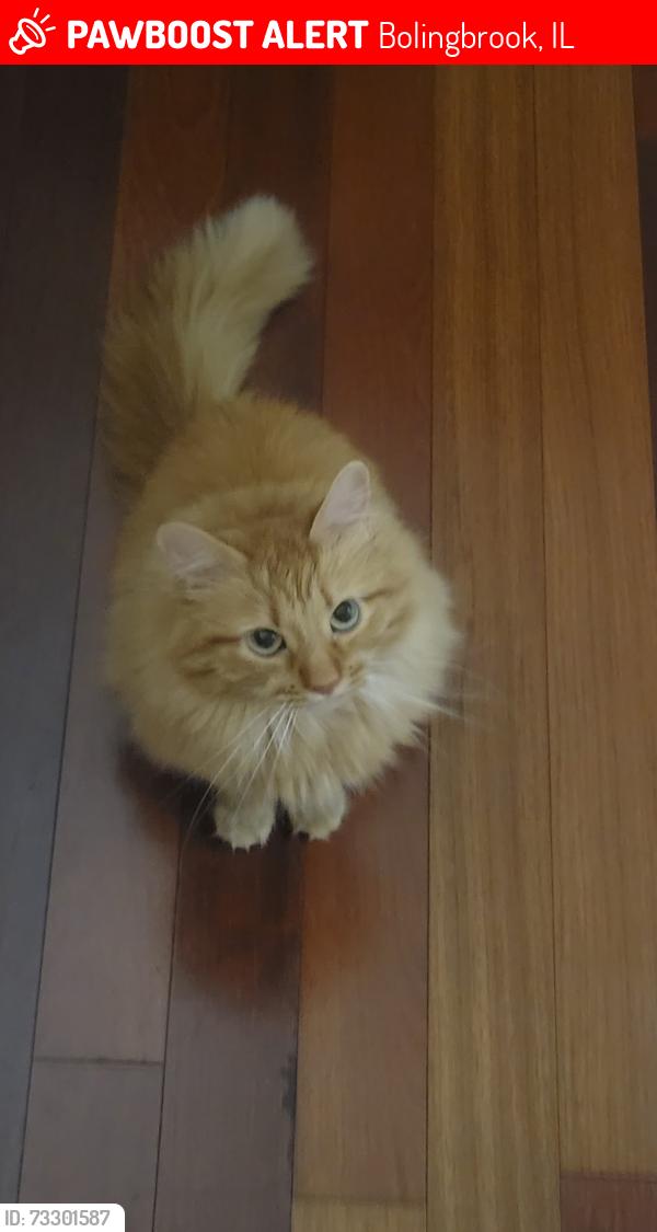 Lost Female Cat last seen Reagan Blvd & Essington Rd, Bolingbrook, IL 60490