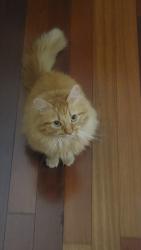 Lost Female Cat last seen Reagan Blvd & Essington Rd, Bolingbrook, IL 60490