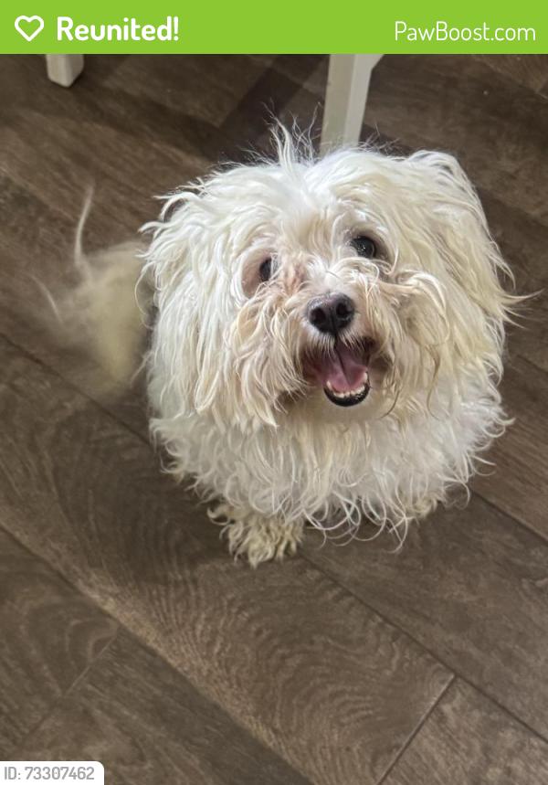 Reunited Male Dog last seen Belclaire Community, Cleburne, TX 76033