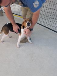 Reunited Female Dog last seen Half Moon, Ramsey and Maready, Jacksonville, NC 28546