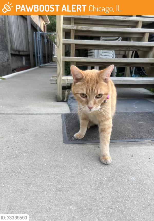 Found/Stray Unknown Cat last seen Wilson and Kasson, Chicago, IL 60630