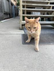 Found/Stray Unknown Cat last seen Wilson and Kasson, Chicago, IL 60630