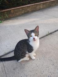 Found/Stray Female Cat last seen Near Bushwick Aberdeen, Brooklyn, NY 11207