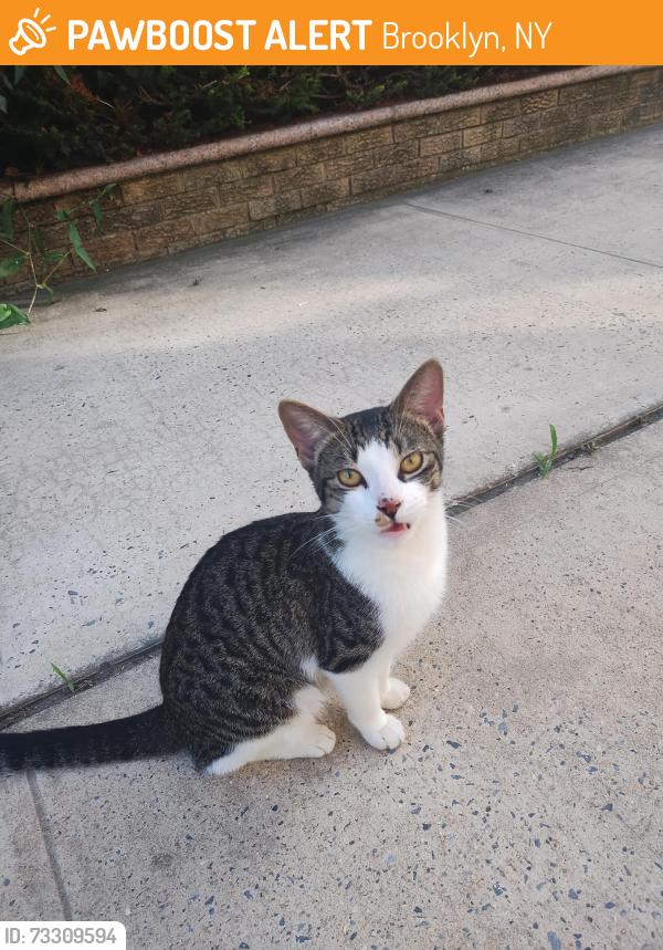 Found/Stray Female Cat last seen Near Bushwick Aberdeen, Brooklyn, NY 11207