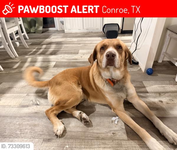 Lost Male Cat last seen Between old Houston and 1485, Conroe, TX 77302