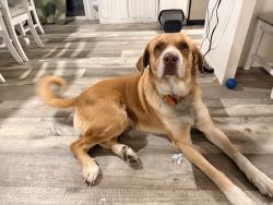 Lost Male Cat last seen Between old Houston and 1485, Conroe, TX 77302