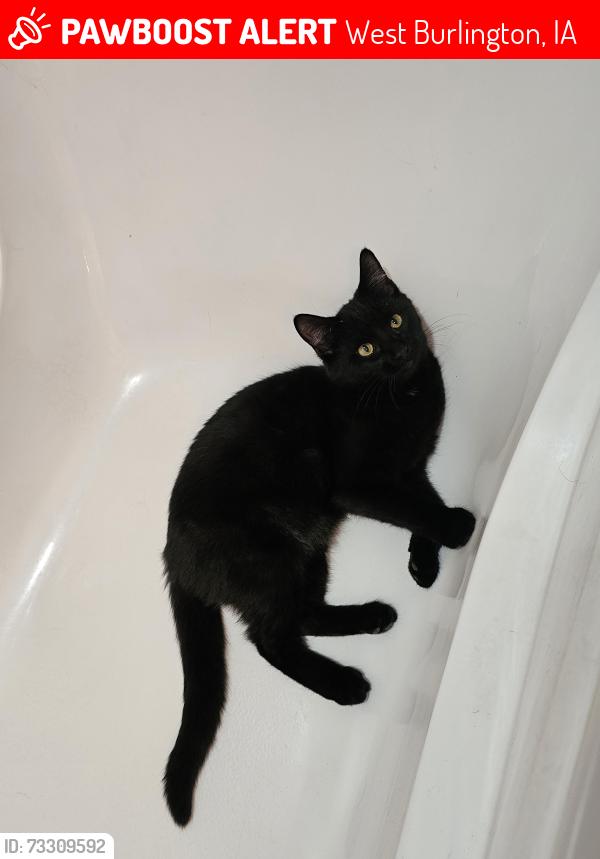 Lost Male Cat last seen North Gear Avenue, West Burlington, IA 52655