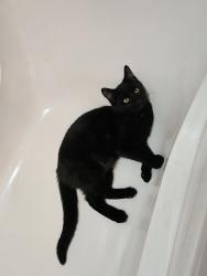 Lost Male Cat last seen North Gear Avenue, West Burlington, IA 52655