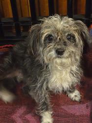 Found/Stray Female Dog last seen Fontaine rd, Memphis, TN 38132