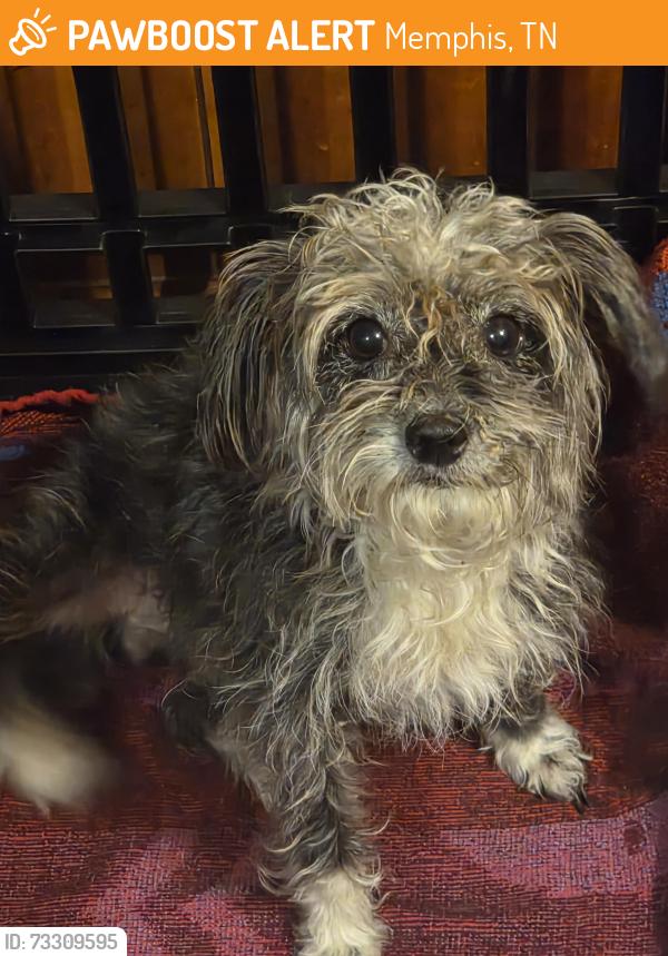 Found/Stray Female Dog last seen Fontaine rd, Memphis, TN 38132