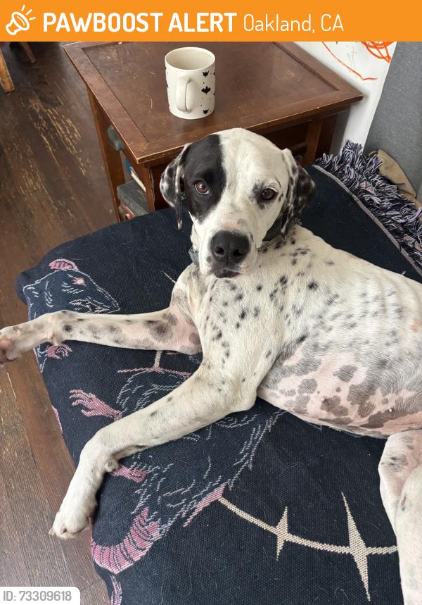 Found/Stray Male Dog last seen Peralta, Oakland, CA 94608